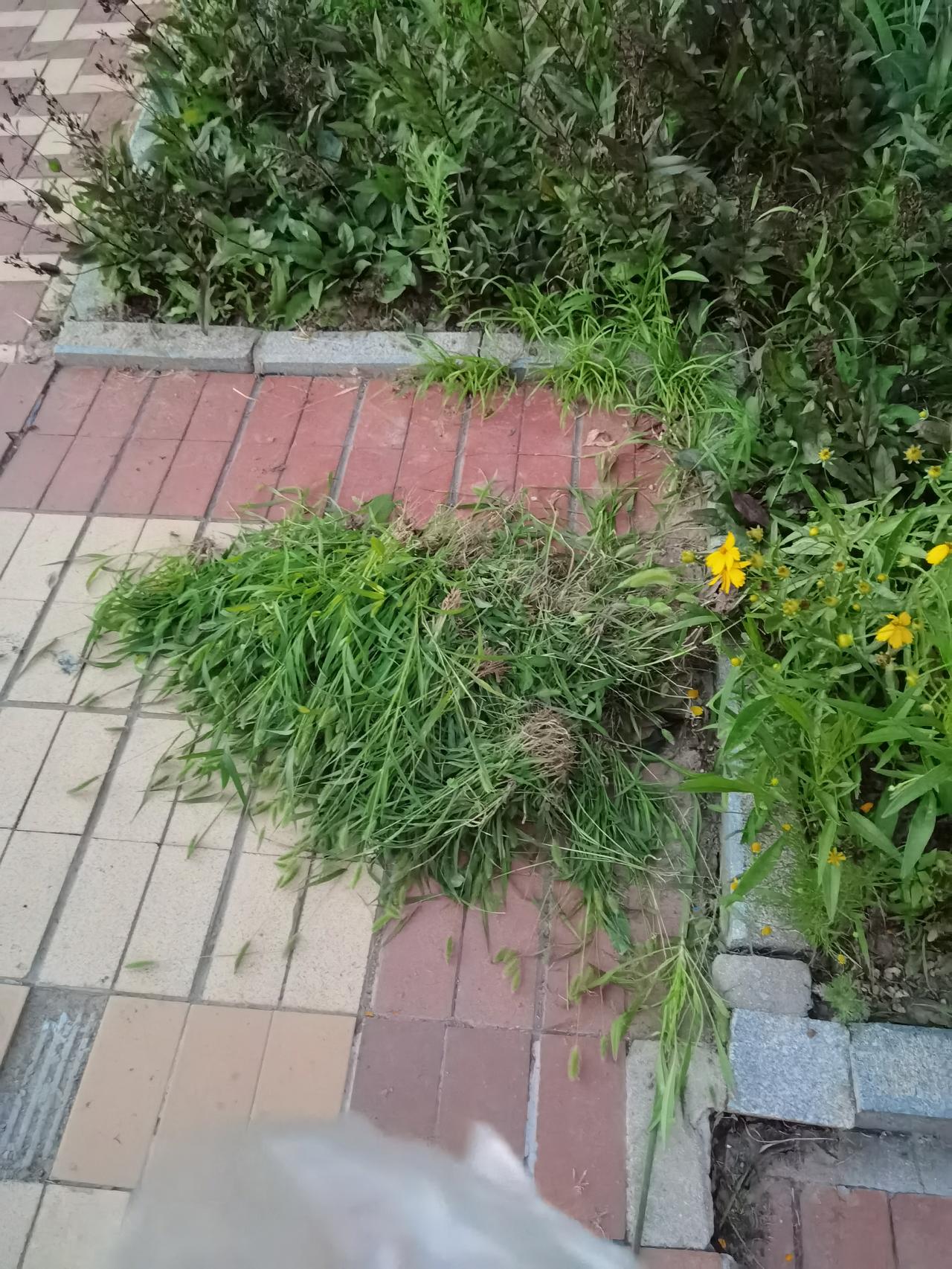 没有院子，也能享受田园之乐 
前阵子老想买带院子或露台的房子，一看石家庄新规房子