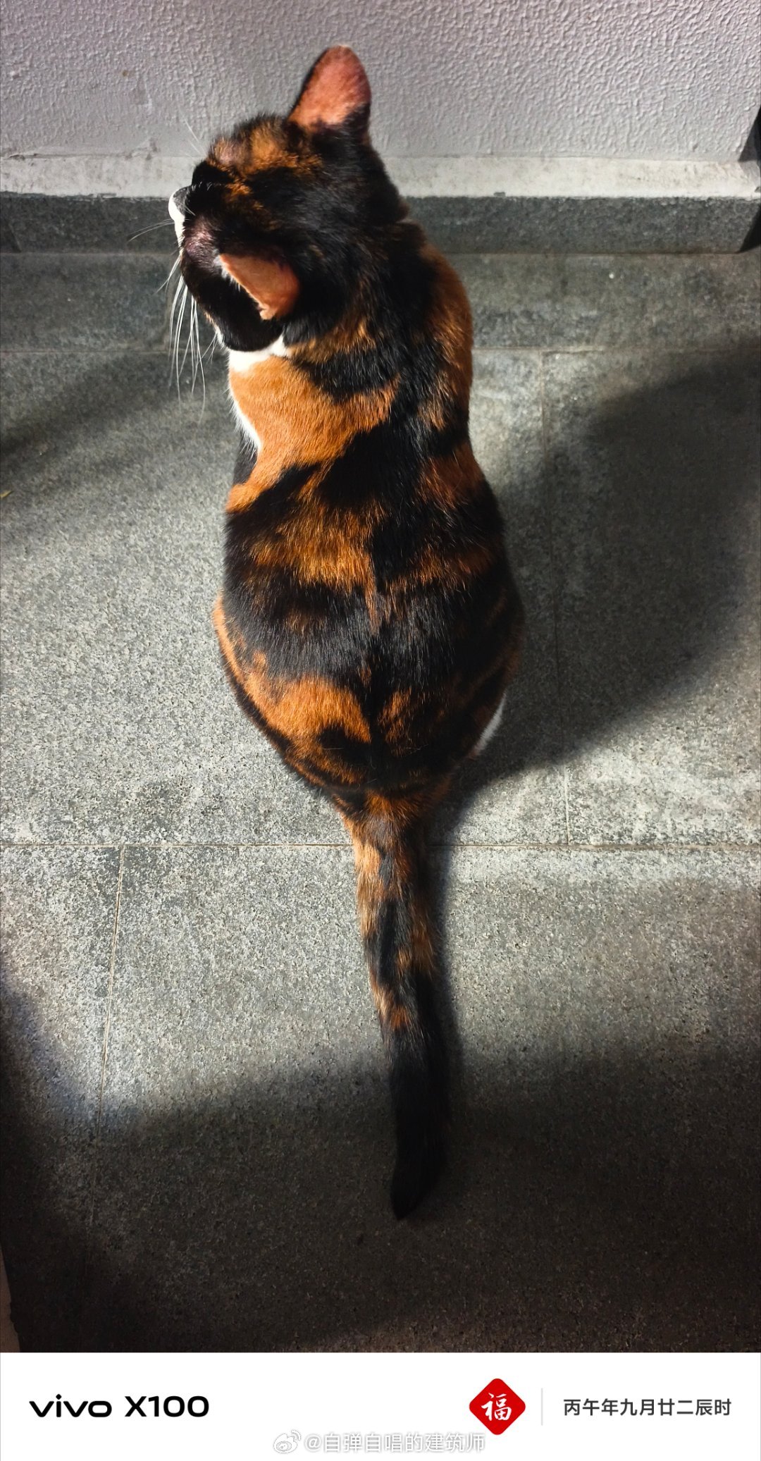 这两天小曹操不知道中了什么邪，老抢人家奶黄包的猫粮吃。这下好了，吃撑了，昨天晚上
