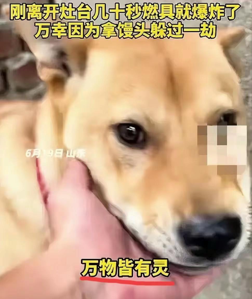 近日！山东一男子在家煮粽子时，家里的大黄狗突然狂叫不止，主人以为是大黄狗饿了，转