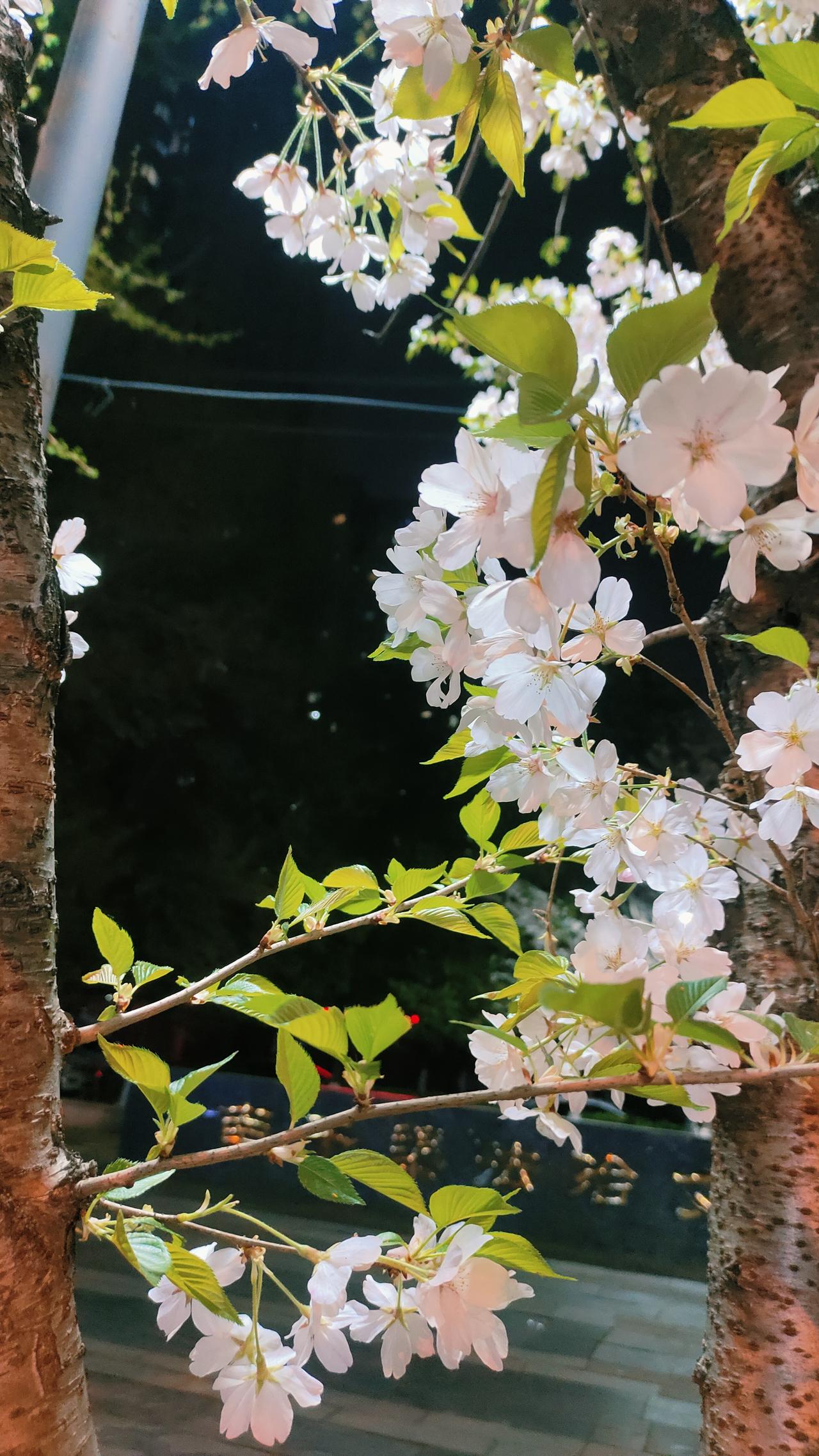 春暖花香—过敏的孩子遭殃
周五下午放学，小马背着书包气喘吁吁地走过来对我说：妈妈