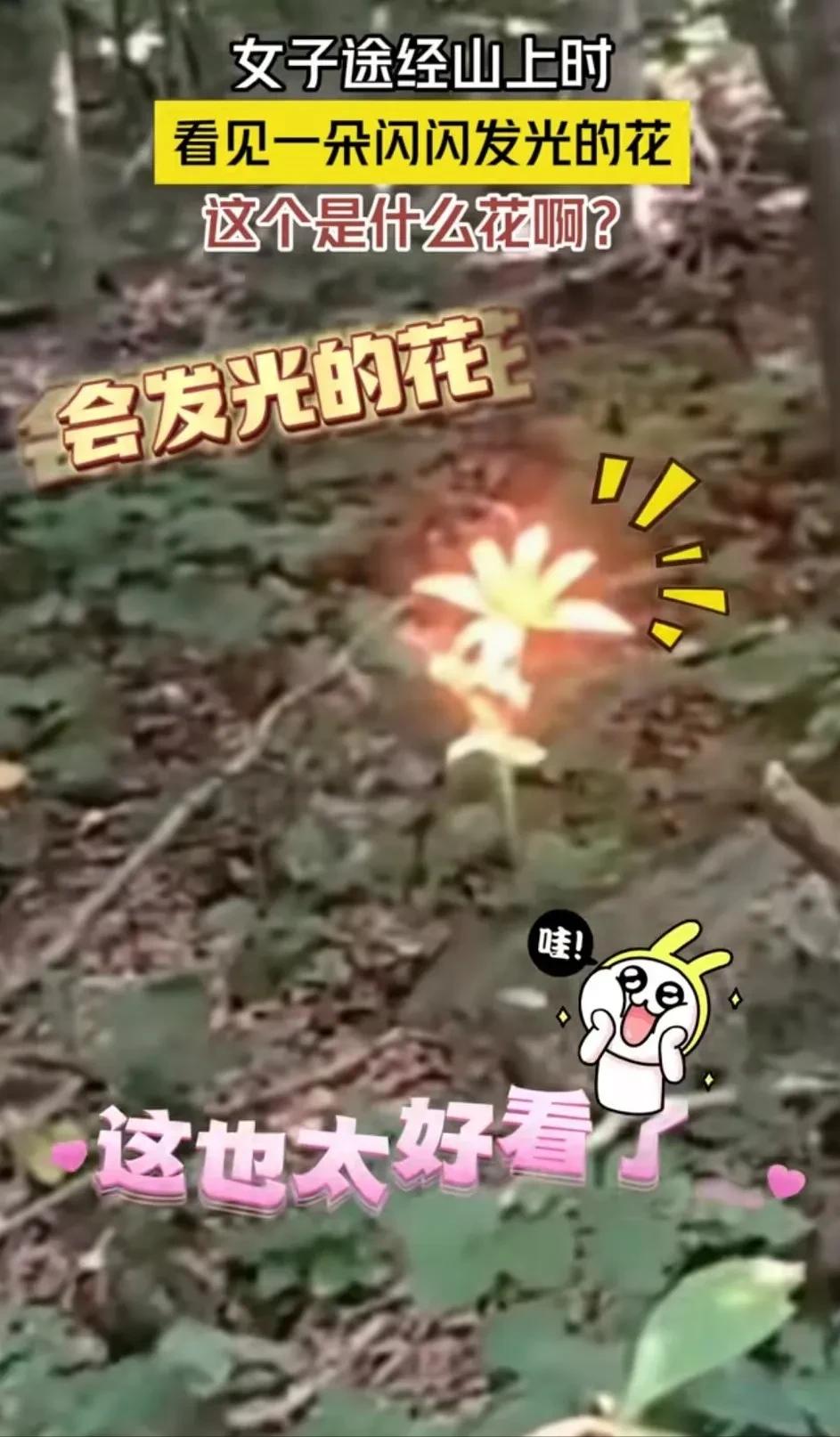 “太震撼了！”1月20日，海南一女子在山上发现了一朵会发光的花，女子觉得有些不可