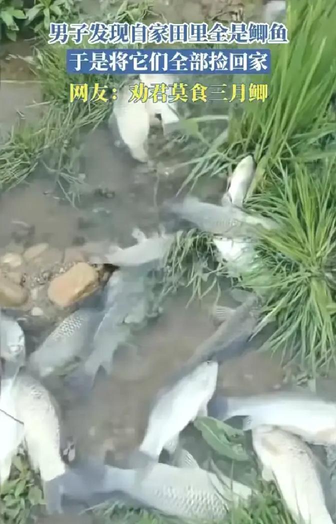 江西，一名男子发现自家田里突然出现大量鲫鱼，浅浅的水面上全是乱蹦的鱼，连田埂边都