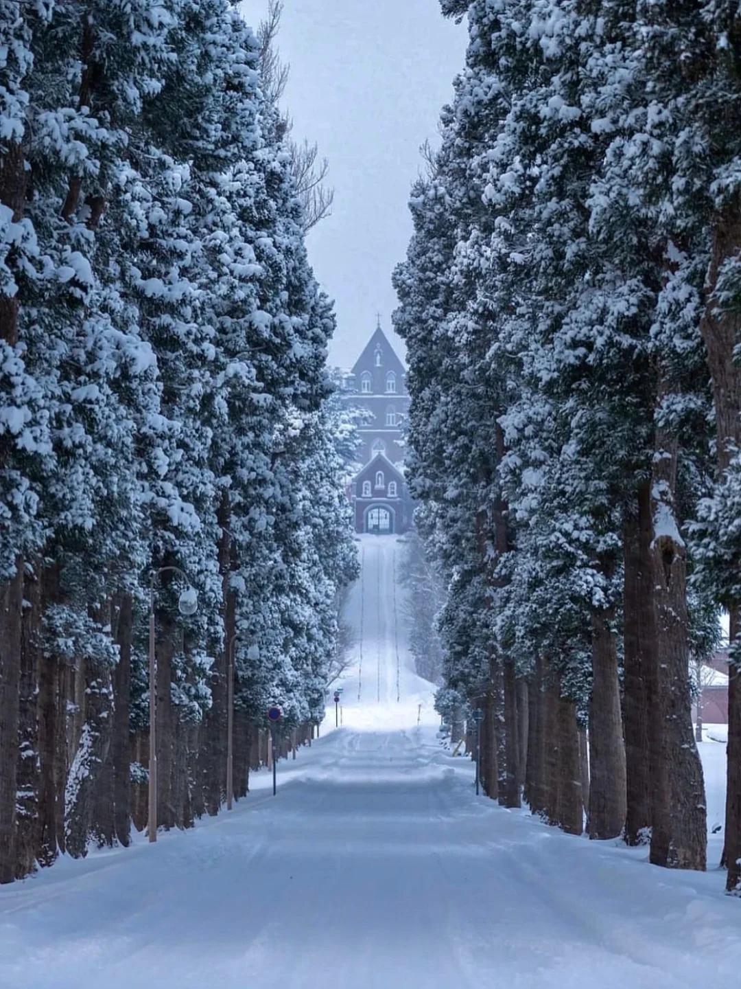 日本旅行⛪️北海道绝美修道院 冬日森林童话！