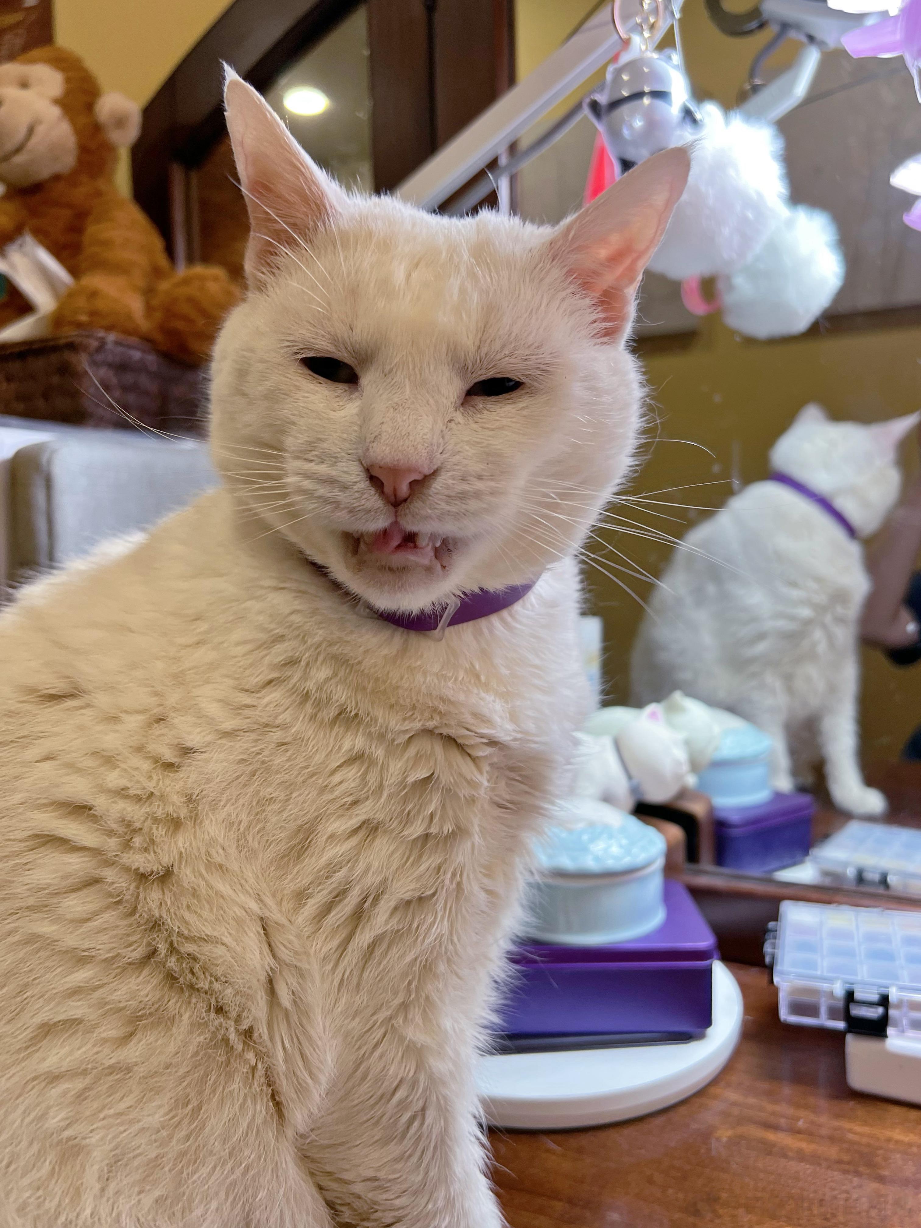 要不要洗猫嘛…我个人是真不想洗，甚至觉得小小白身上的耗味还有点好闻，彰显我儿子全