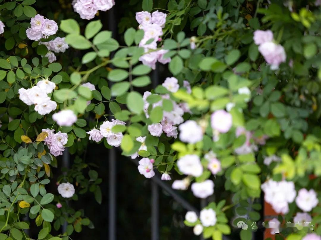 王花花看了段子，在酒桌上和我炫耀。她说，你们男人啊，不论老小，就是见不得女人主动