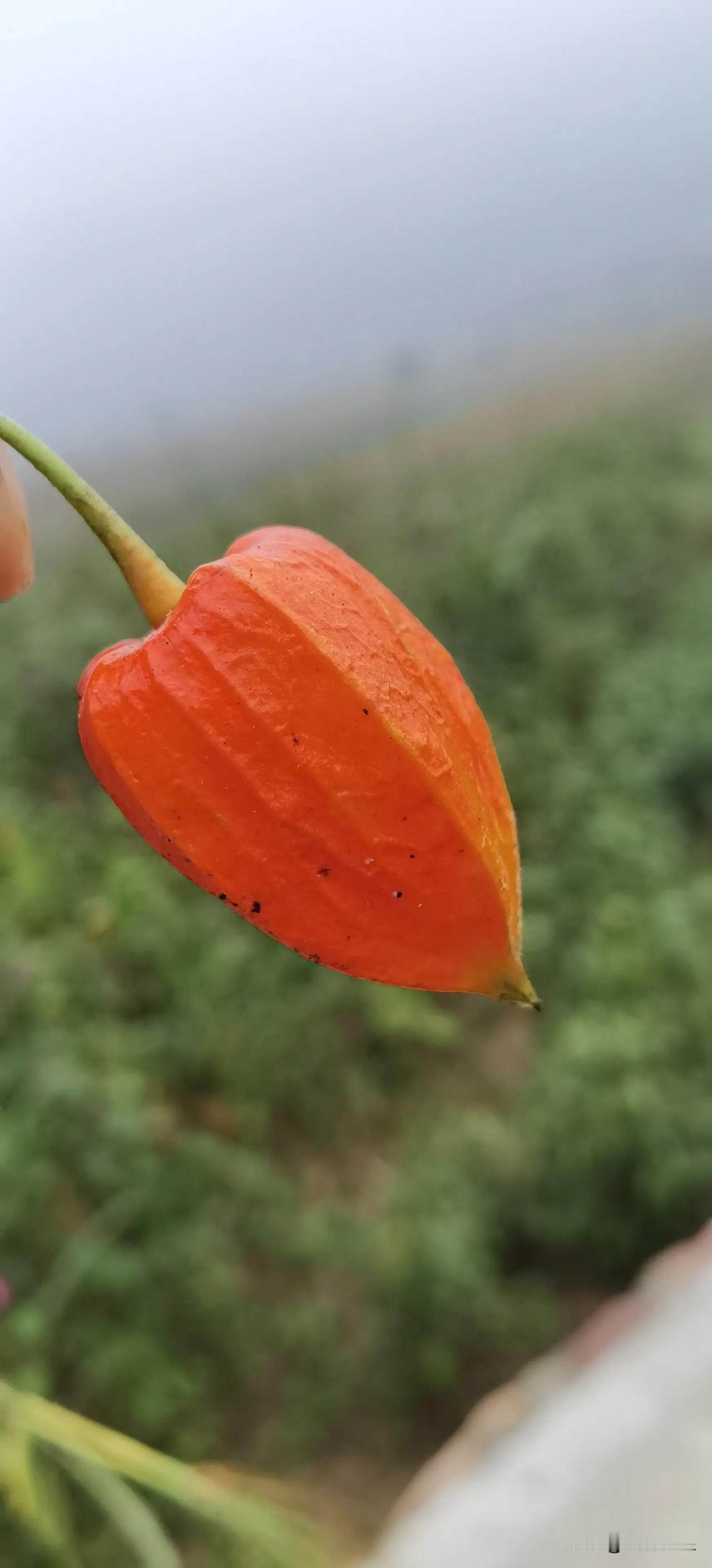 花开如火，岁月静好。#秋日采花随手拍# #手机随拍花朵美#