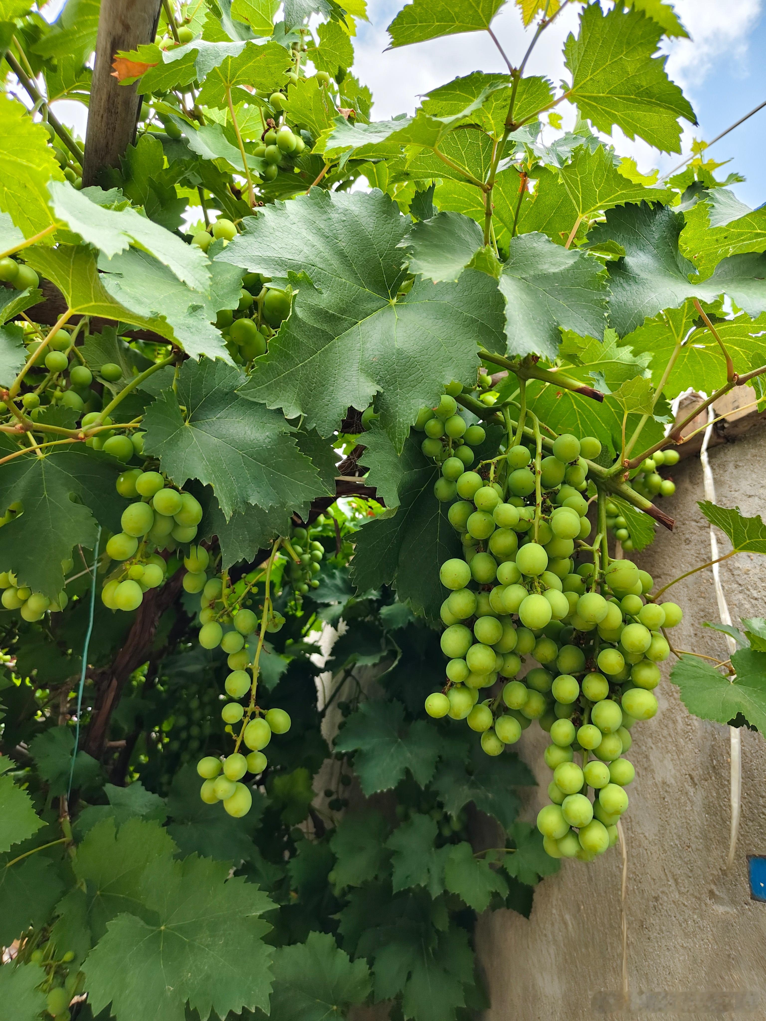 请大家吃葡萄🍇🍇🍇🍇🍇🍇🍇 