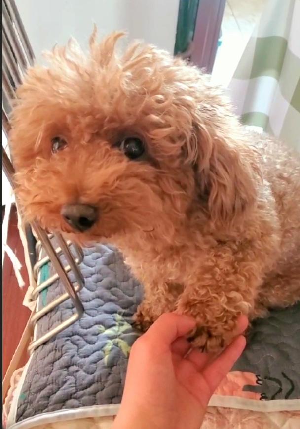 养宠物的玄学，爱信不信～
1、从小过敏体质的我，自从和我家狗同吃同住10年来，虽