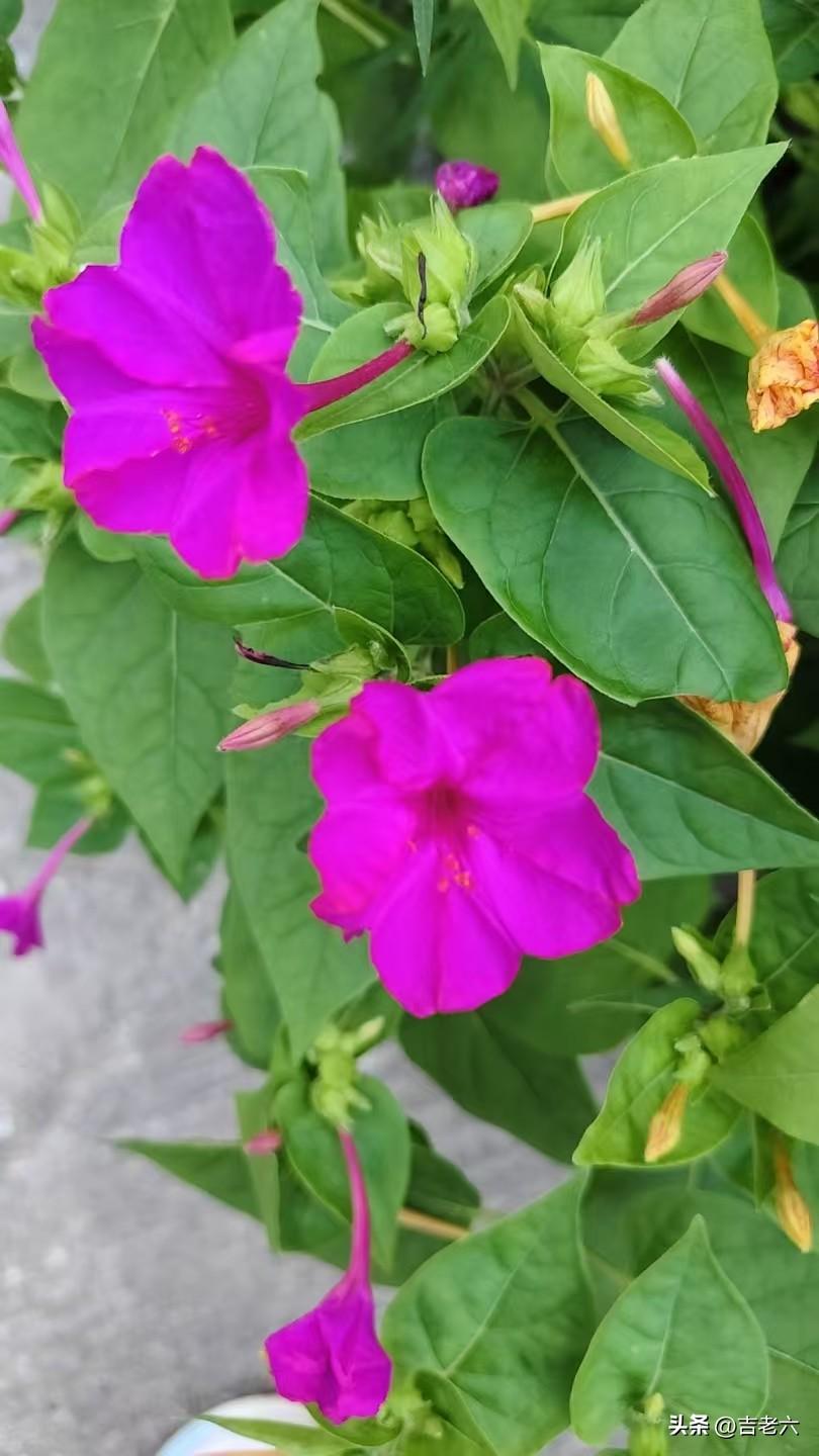 花开的季节
风儿轻轻吹
吹来夜来香的芬芳
芬芳
钻进了我的衣裳
芬芳
钻进了我的