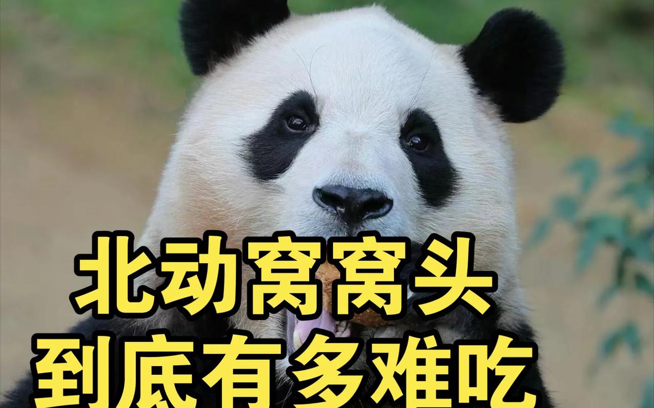 全国人民都知道北动的窝头就是熊见愁，看看把宝贝愁的，让做饭的厨师下岗得了。[捂脸