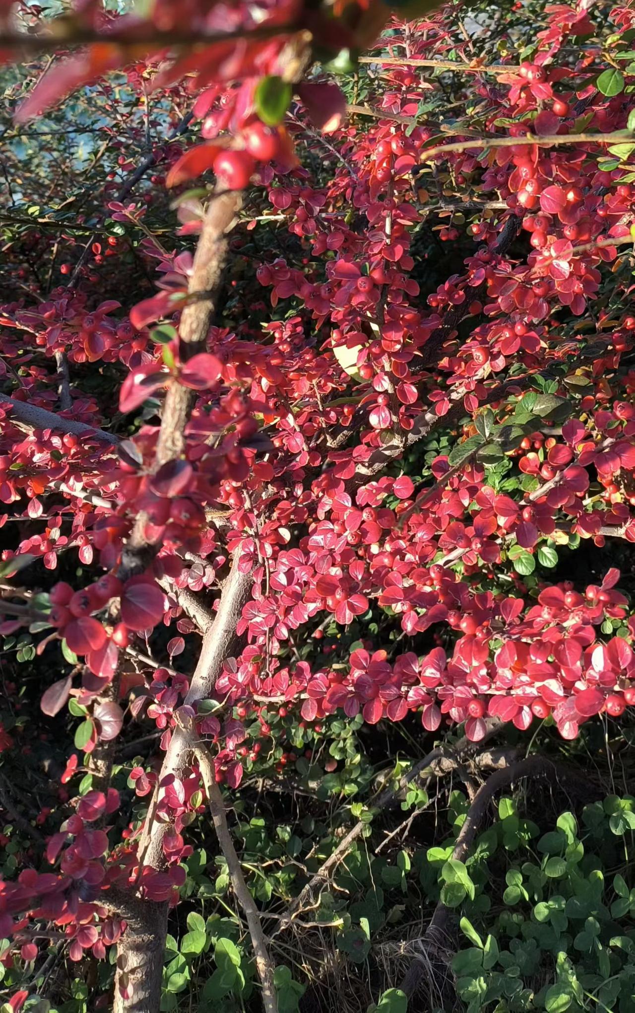 深秋的颜色，浓郁深重，要不怎么说深秋呢，没有说深春，深夏，深冬的。色彩浓重就是深