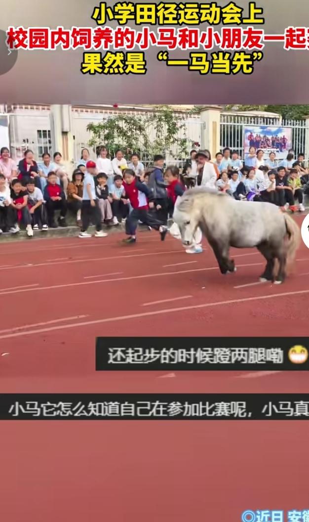 安徽广德这所小学的运动会，直接火出圈！校园里饲养的小马，跑来和小朋友同台赛跑，起