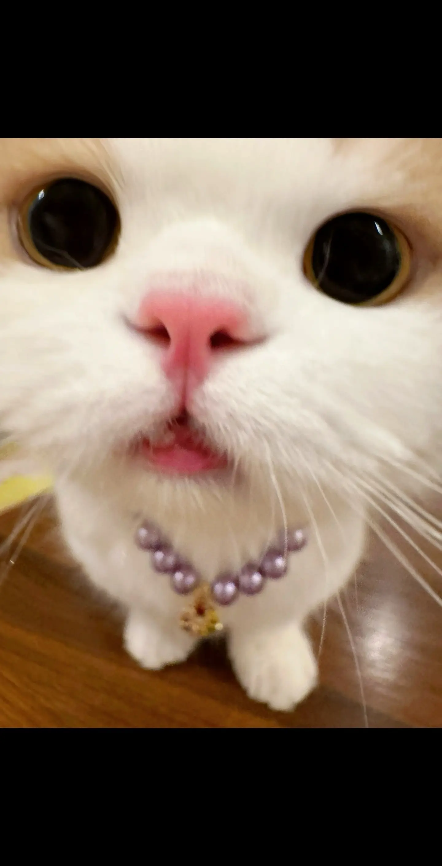 泥嚎～处么？大珍珠链子送你（低沉气泡音）