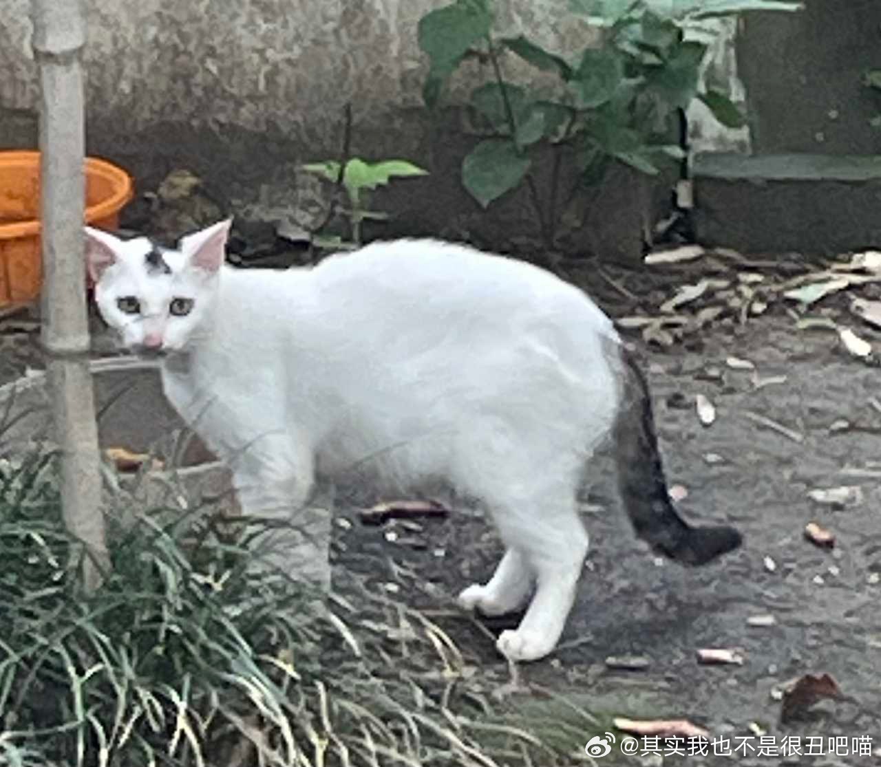 49575【海中地】世界上发型倒数第一漂亮的猫 