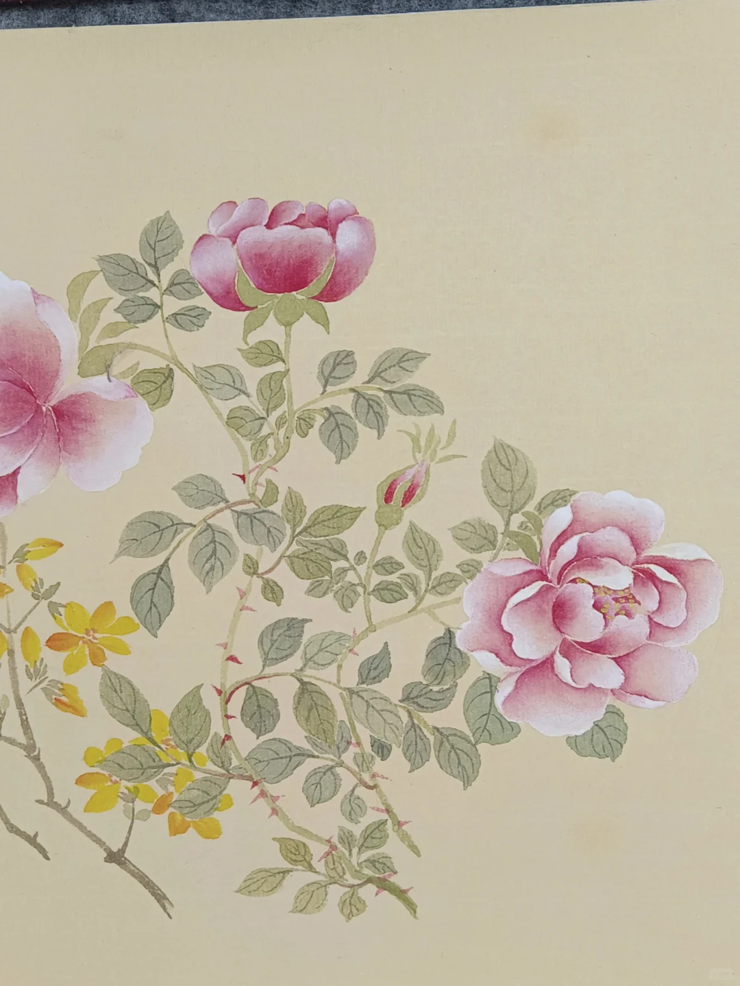 没骨月季