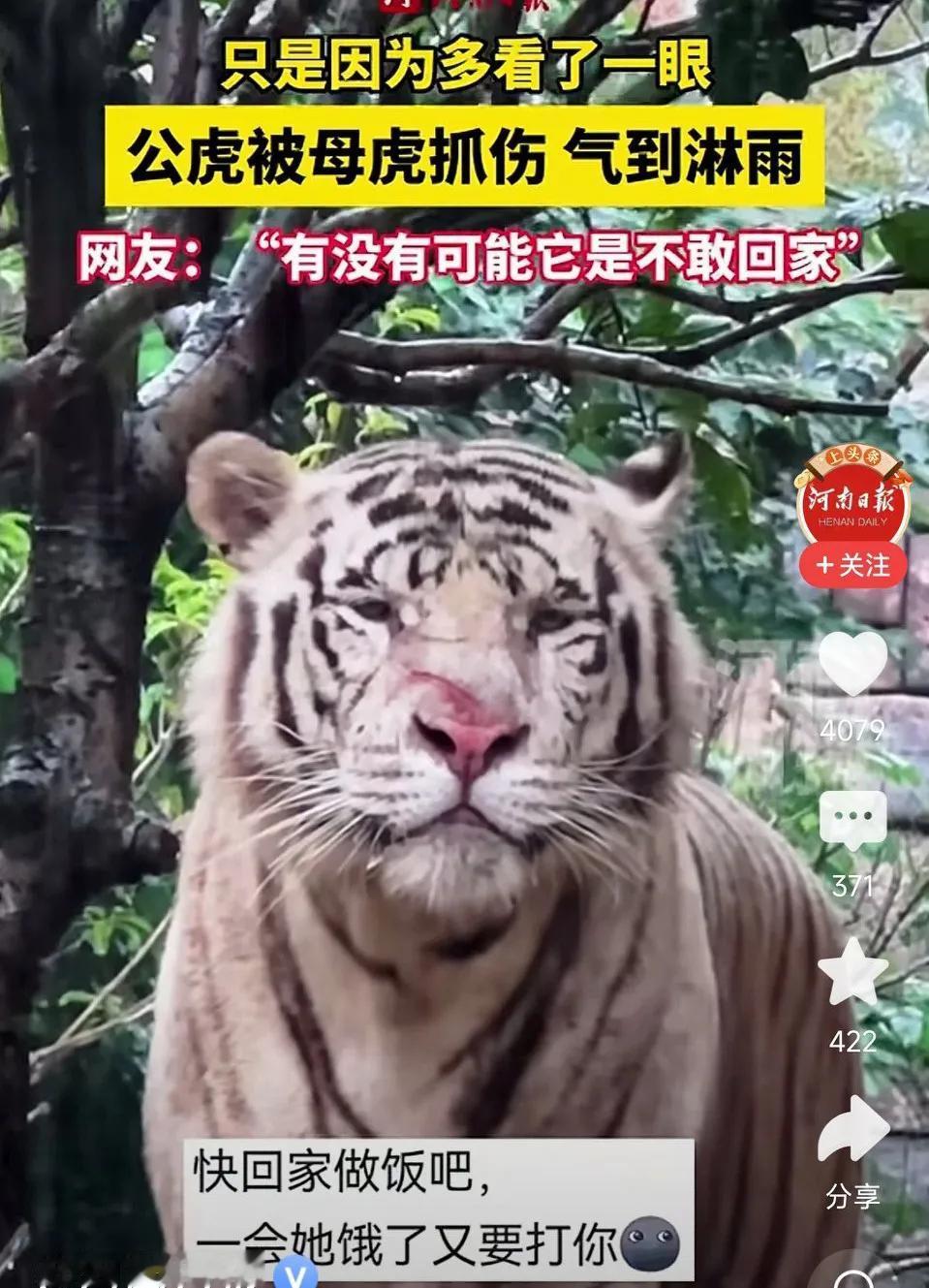 只因多看一眼，公老虎被母老虎抓伤，气到淋雨也不敢回家！雨一直下，气氛不算融洽！
