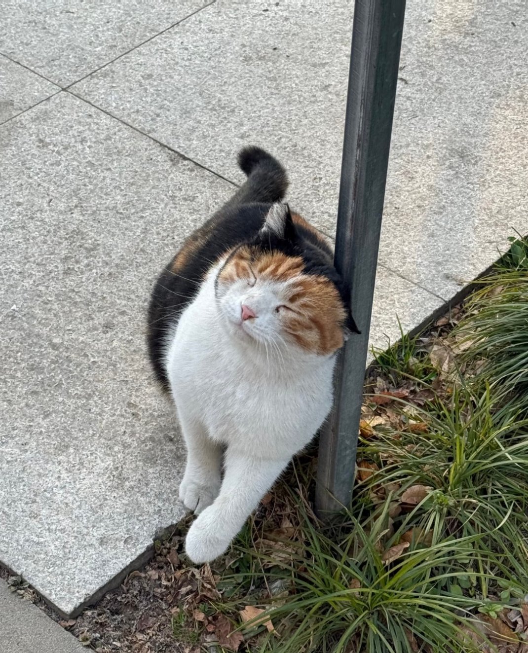 小猫为啥一直蹭柱子呢早上看见他在蹭下午在蹭，晚上还在蹭