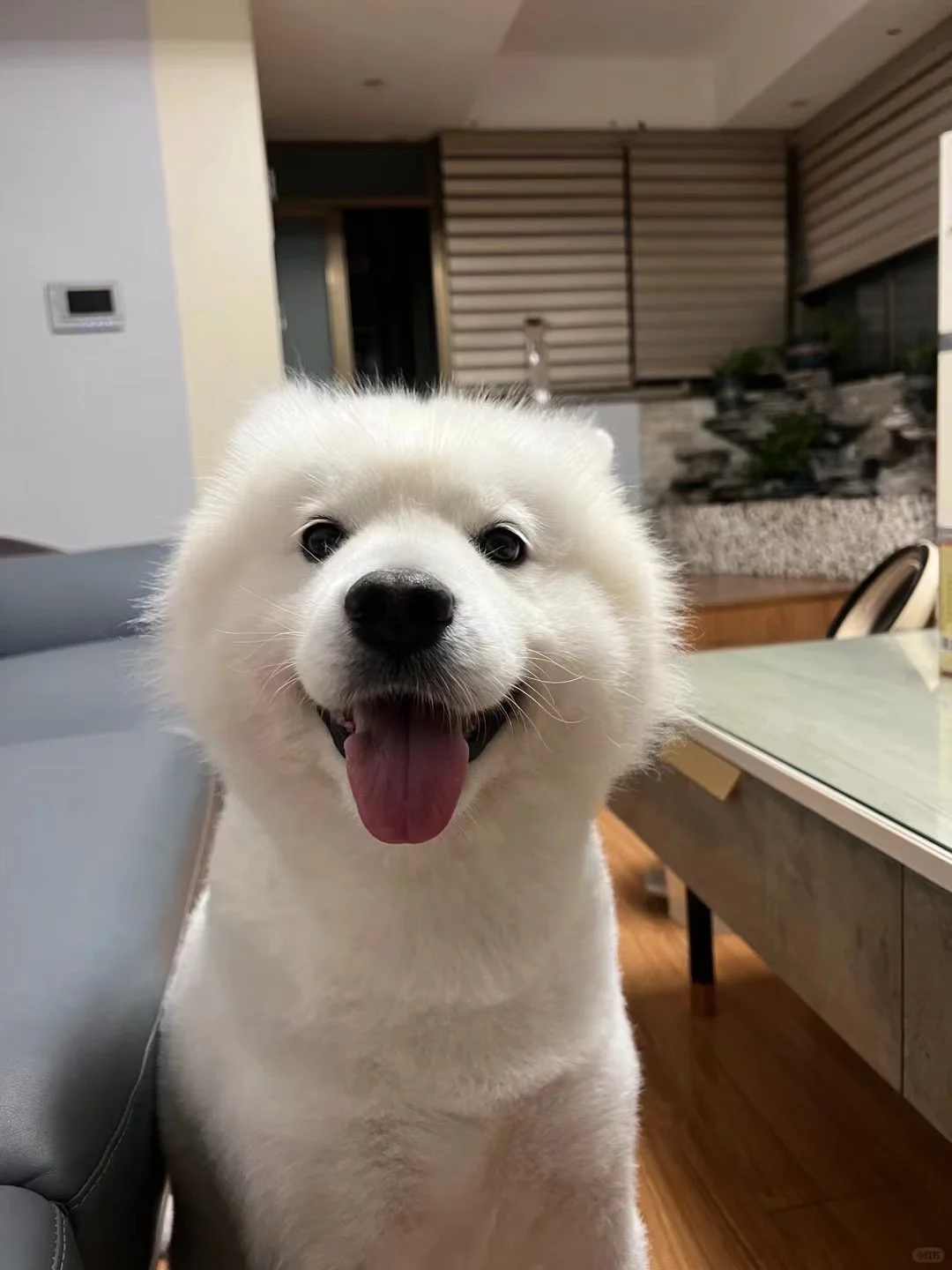 嗷呜