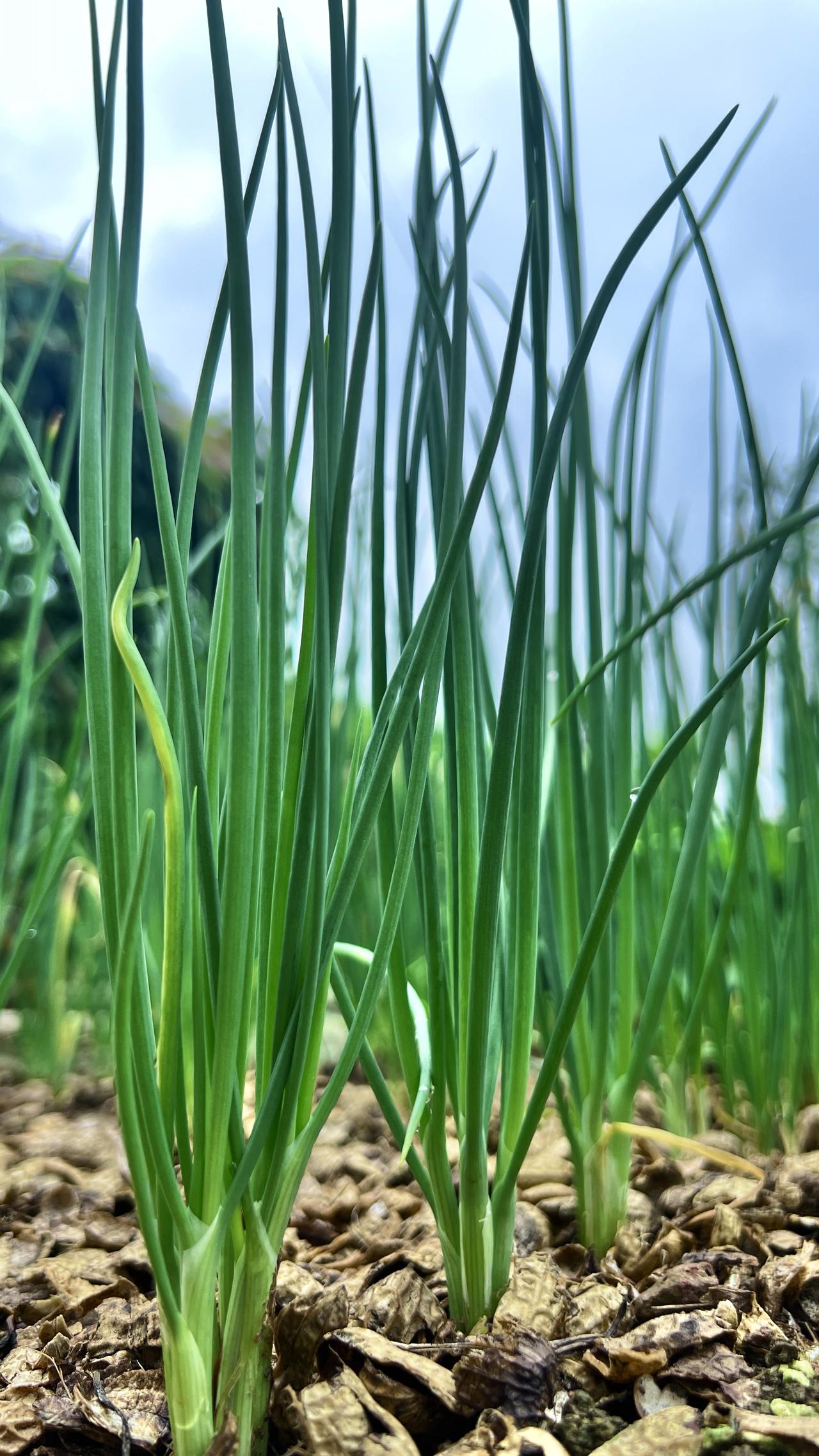 韭菜有什么可耻
 文/吴志良

它只负责长
负责在同一块土里
反复起身，
反复被