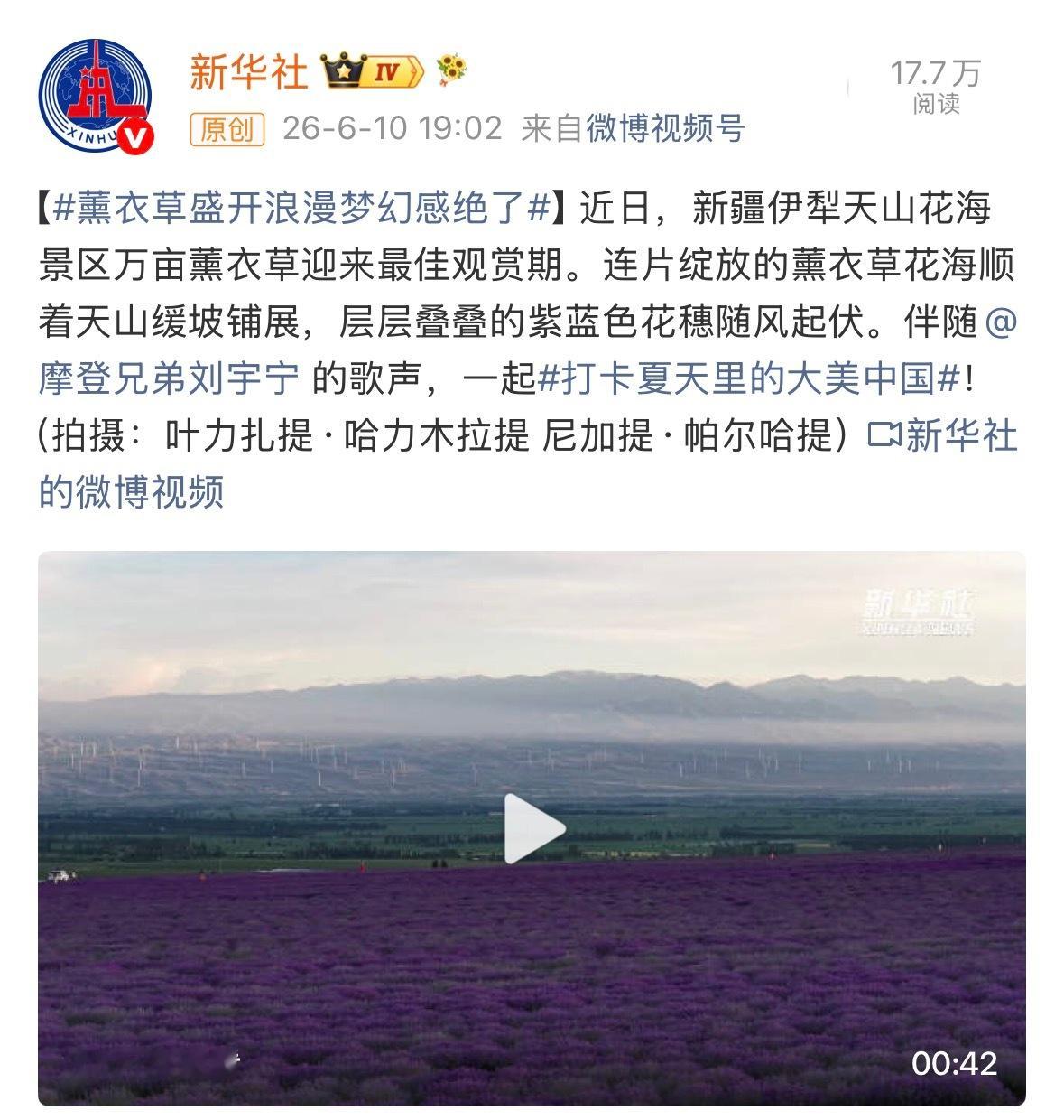 鲜花社：我来给薰衣草田配个bgm 