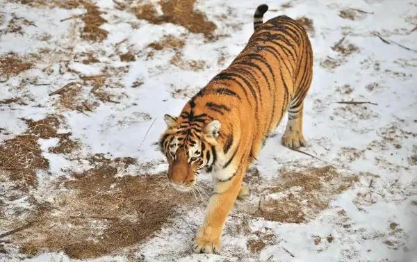 2021年，韩国引进了一头中国东北虎。结果刚到韩国动物园，就遭到了本土虎的联合攻