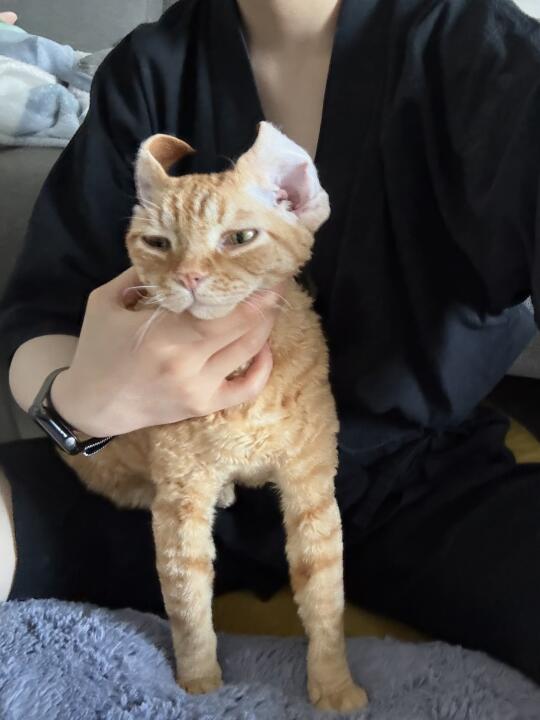 突然发现小猪的耳朵可以翻起来诶