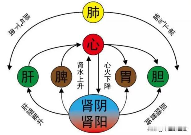 打通中焦，心肾才能相交，就像这张图
想要心肾能够相交，关键在于畅通人体的中焦。就
