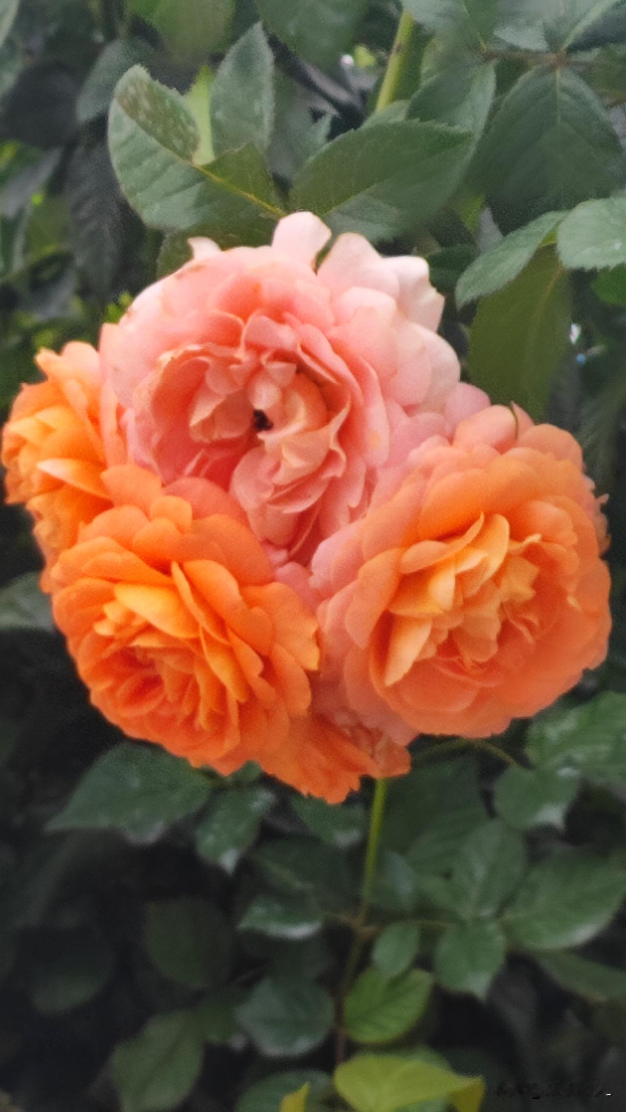 春光明媚，
春花烂漫。
春天里的月季花，
明媚亮丽，娇艳迷人。