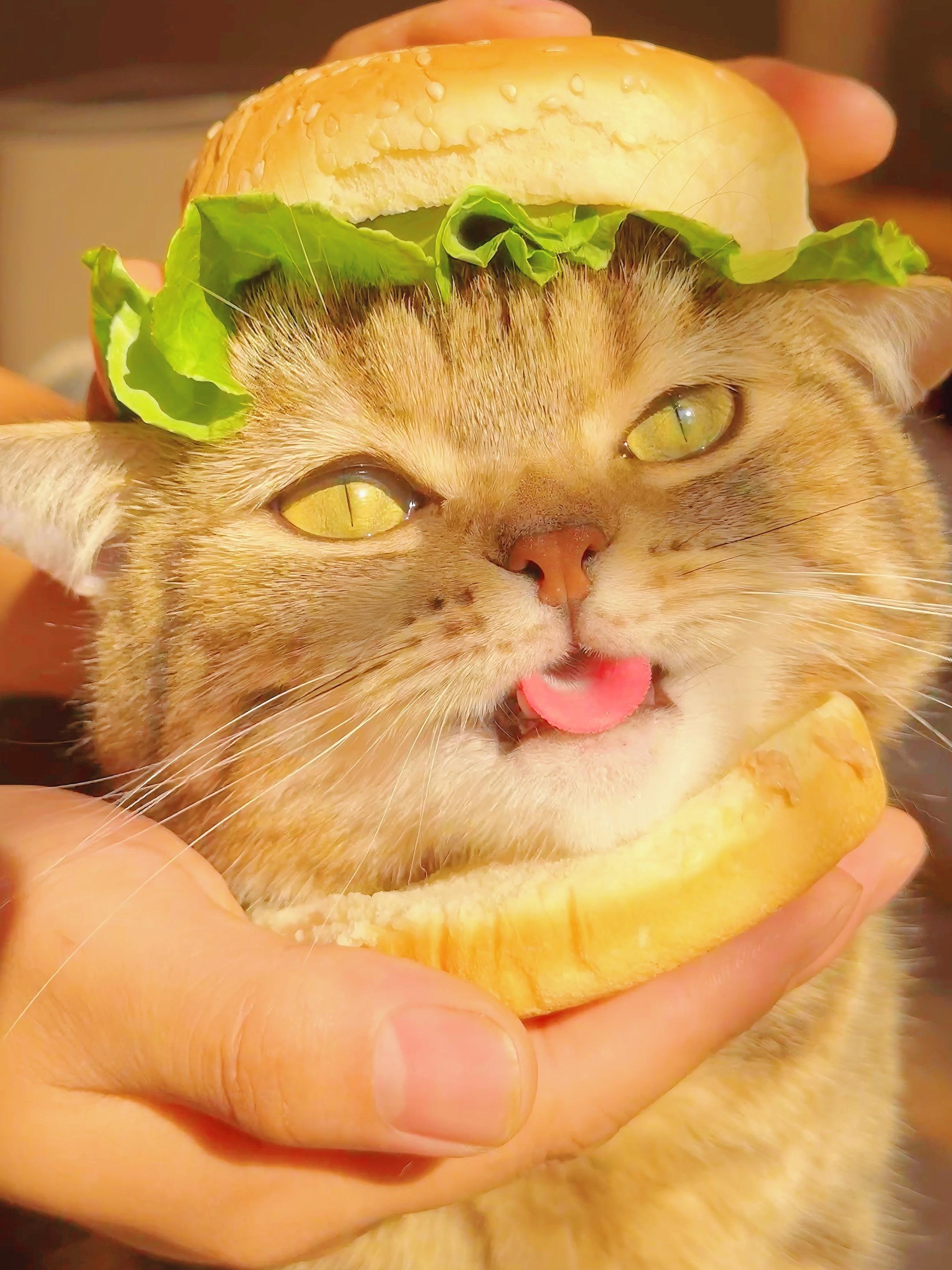 今晚我们吃猫儿味的汉堡包好吗？真的超级美味