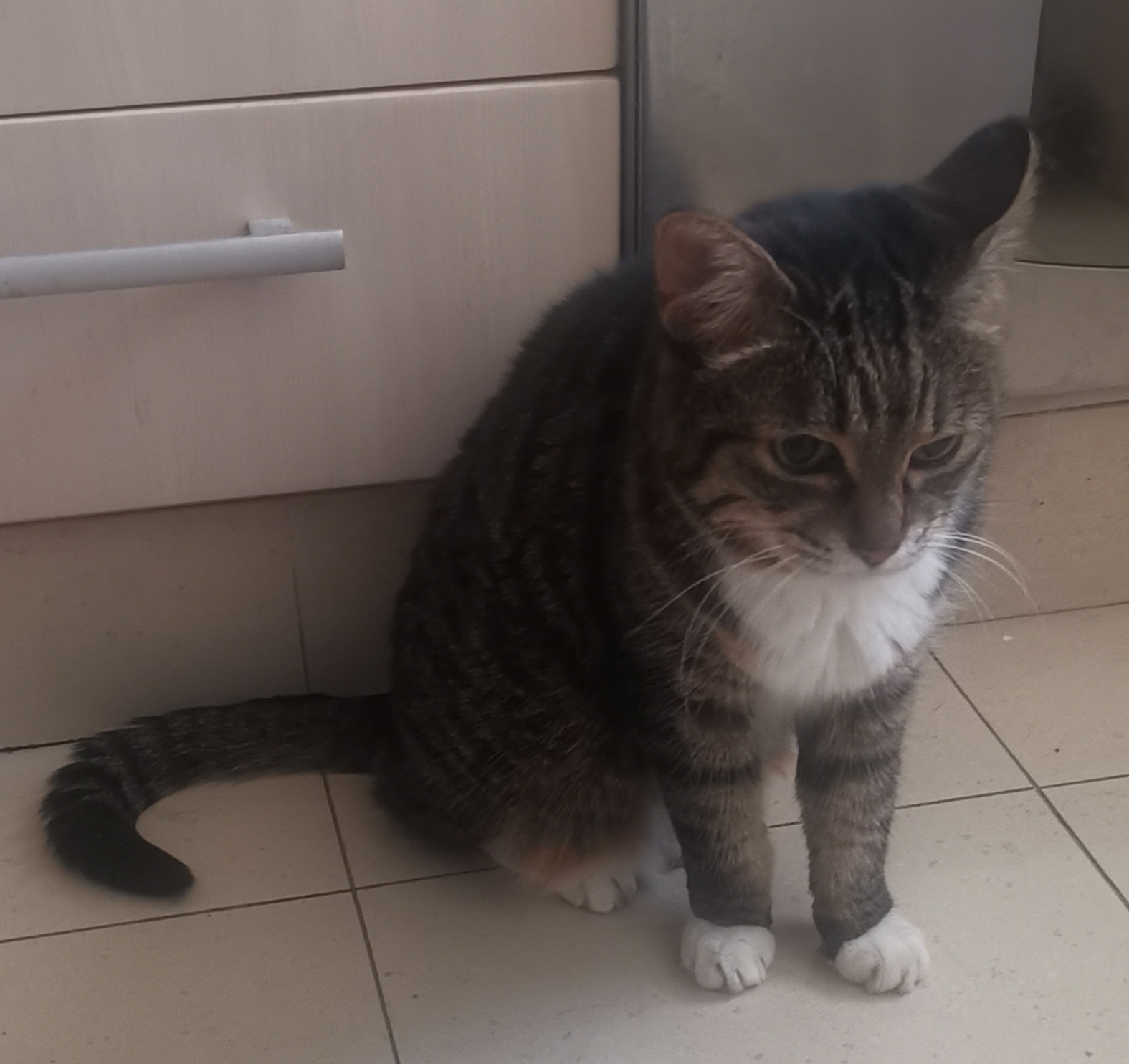 猫宁。今日多帅强弟。一日二猫，今日无洋猫，上张小黑，中猫在花丛里。
