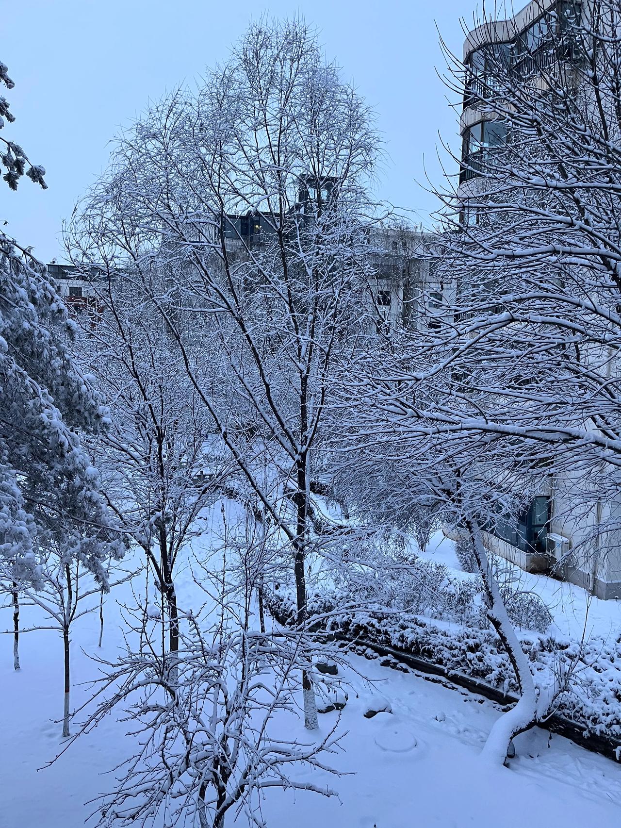 刘锋新作：又见雪飘过
     又见雪飘过，怎得一个‘紧’字形容。咯吱咯吱。。。