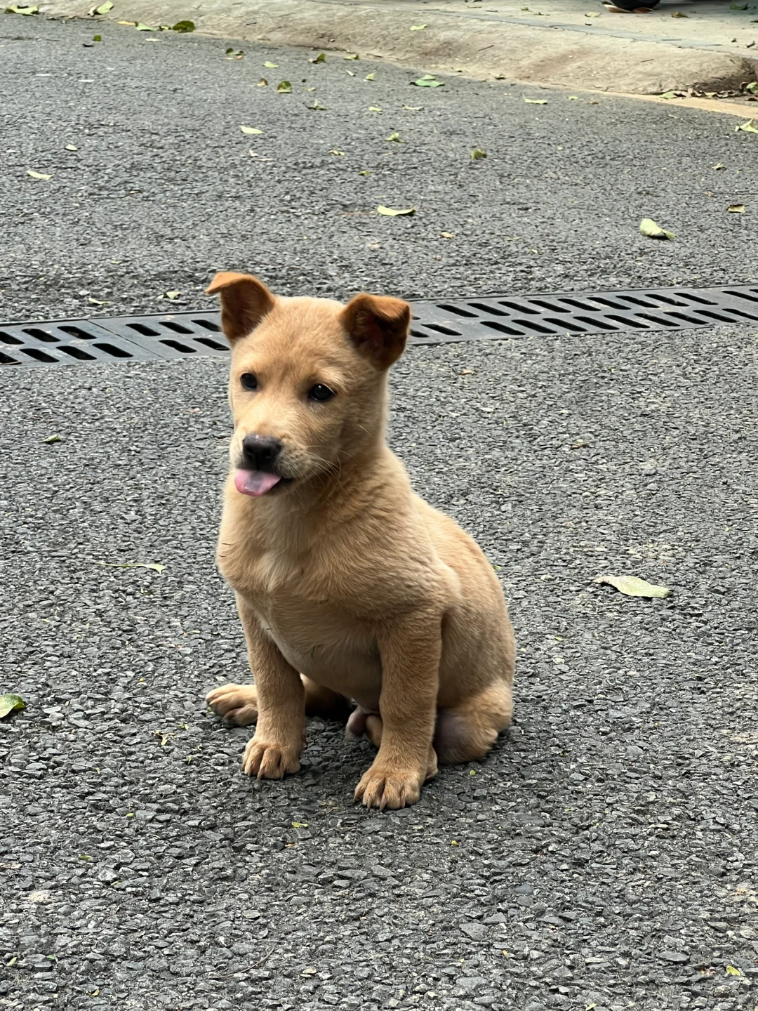 深圳龙岗‼️瘸腿奶狗求领养