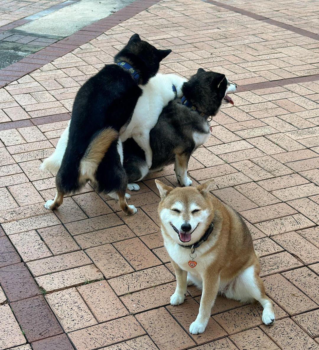 坏笑