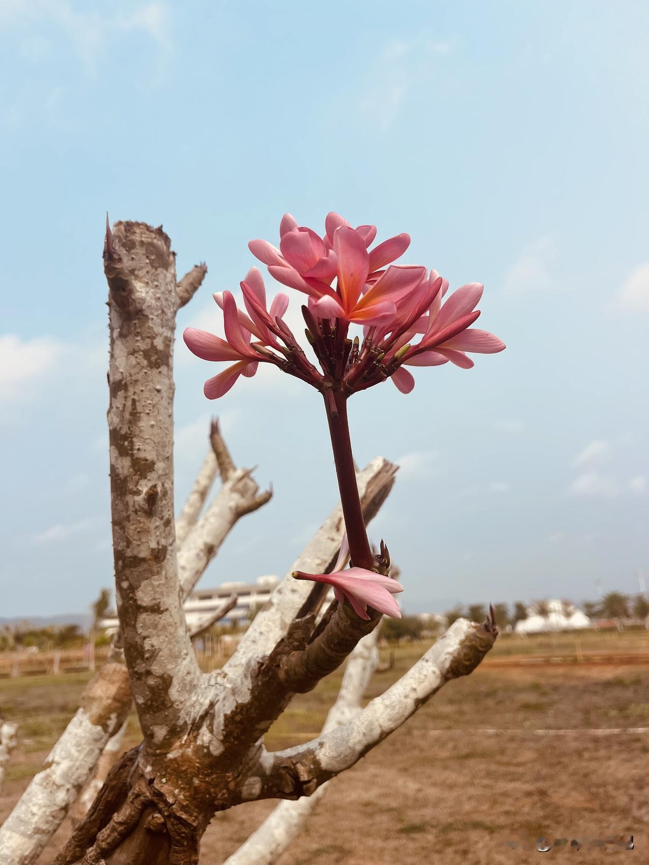 随手拍公园的花草海南鸡蛋花盛开