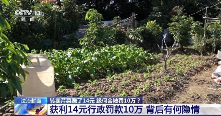 帮邻居卖芹菜，获利14元，结果被抽检出农残留超标，罚款5万，因逾期未缴纳，又追加