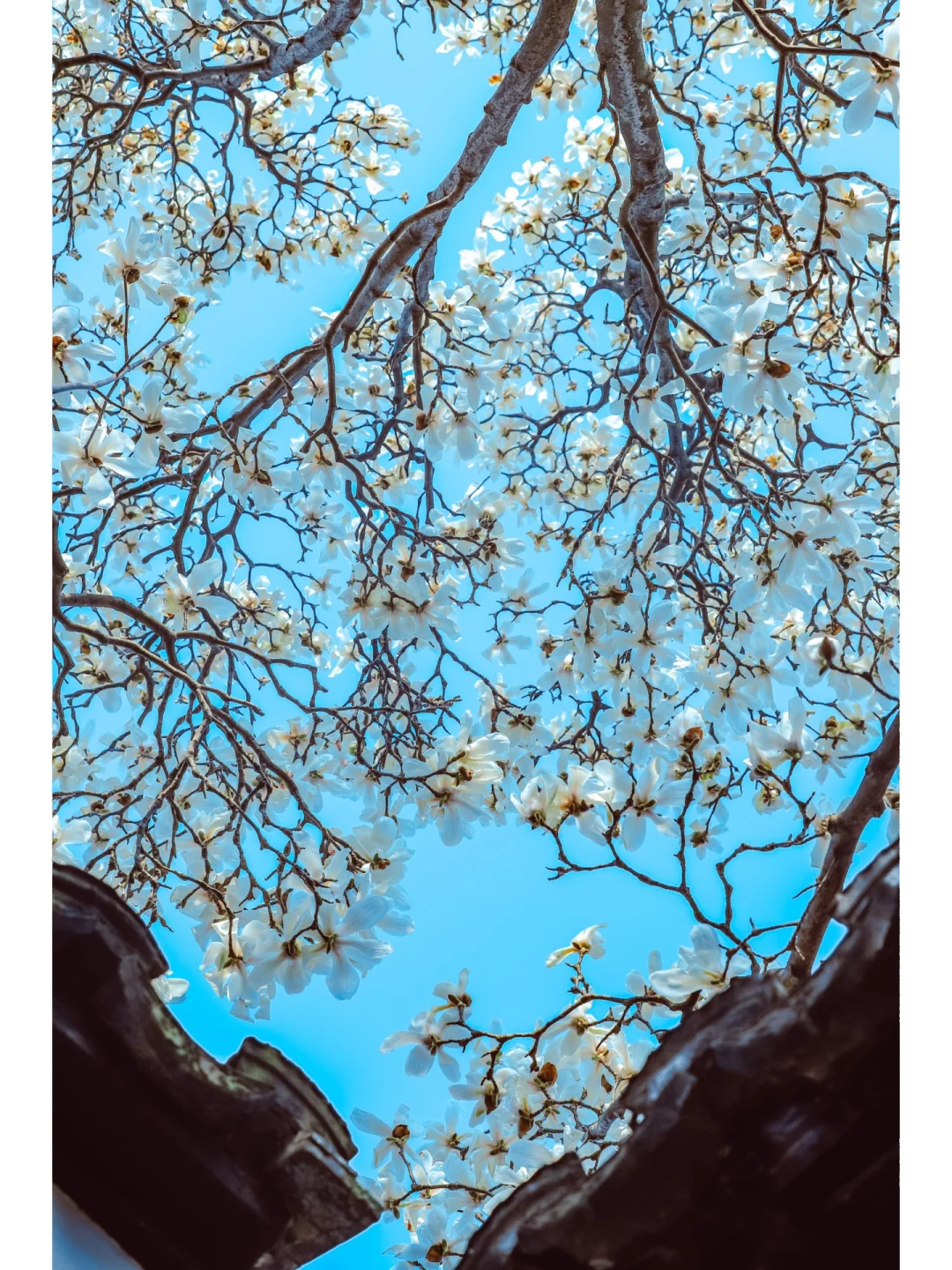 最后一天‼️免费的曲园玉兰花🌷今年恐成绝唱