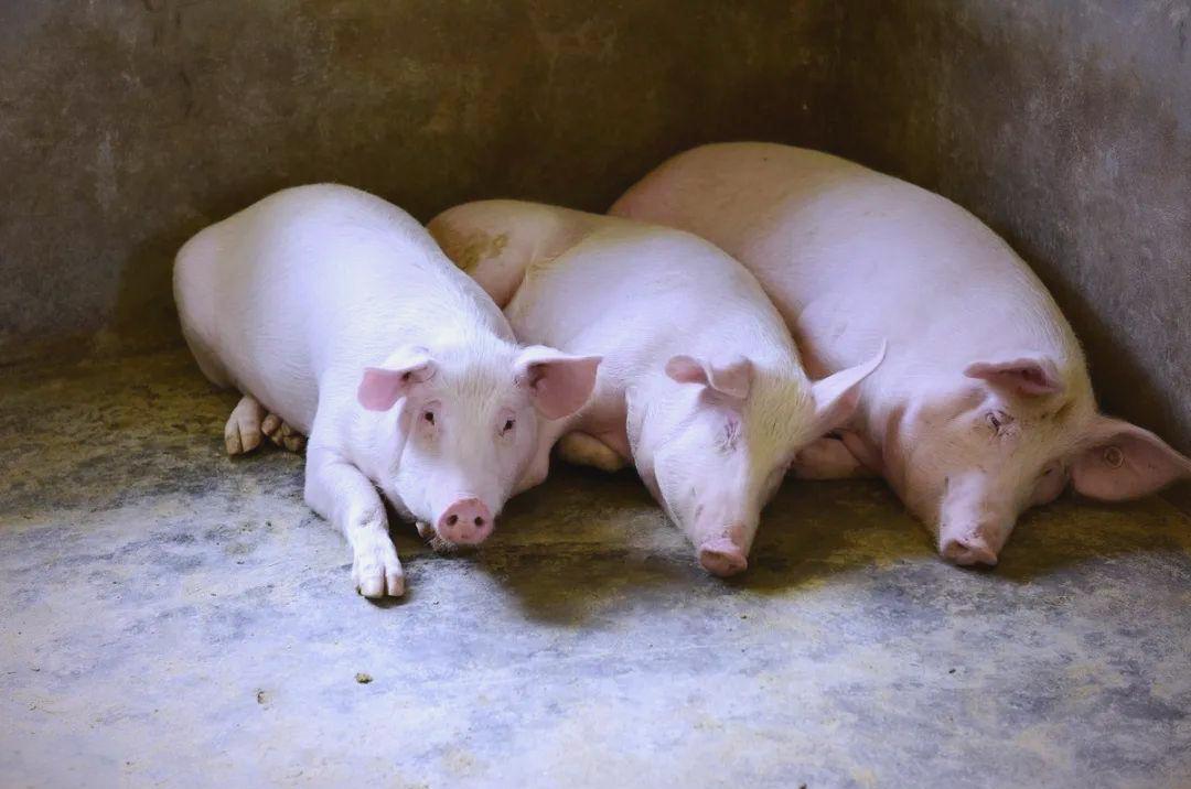 超标近38倍的抗生素猪肉，双汇还在找借口

2026年5月25日，一则食品安全通
