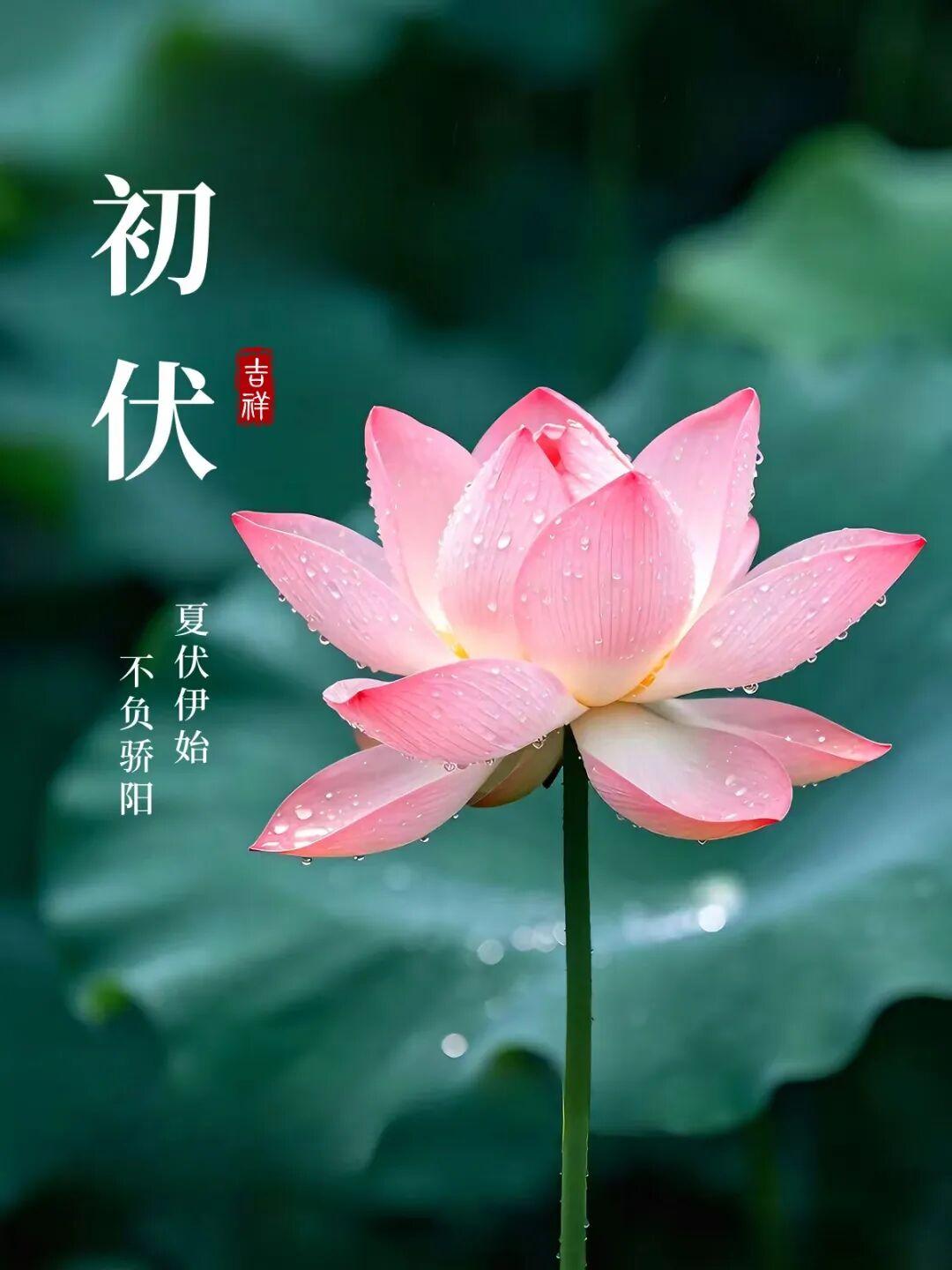 清风解暑意，万物渐丰盈。今日初伏，阳光虽烈，却也是生命最张扬的时刻。愿您在这段时