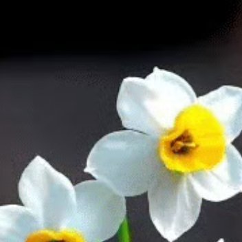 0000养殖水仙：💐1、疏松土壤，可将腐殖土、沙子和松针土搅拌后作为营养土；2