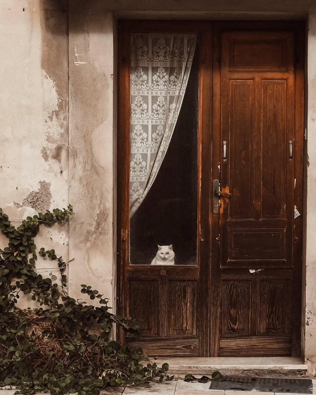 西西里岛等主人的猫..cr：silenzicolorati s 