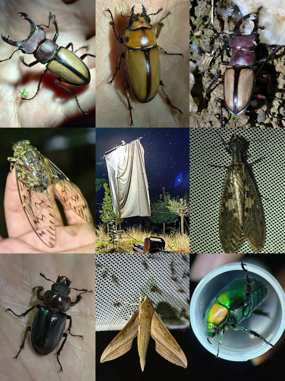 成都大邑，第一次灯诱体验，真的好上瘾🐞