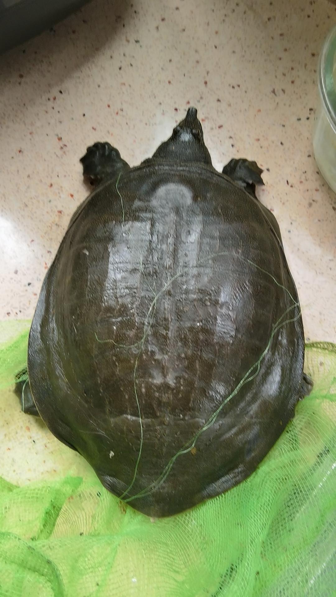 [燃烧的心][燃烧的心]一大早上去南洋菜市场买菜，瞧见一只甲鱼，足足有二斤多呢，