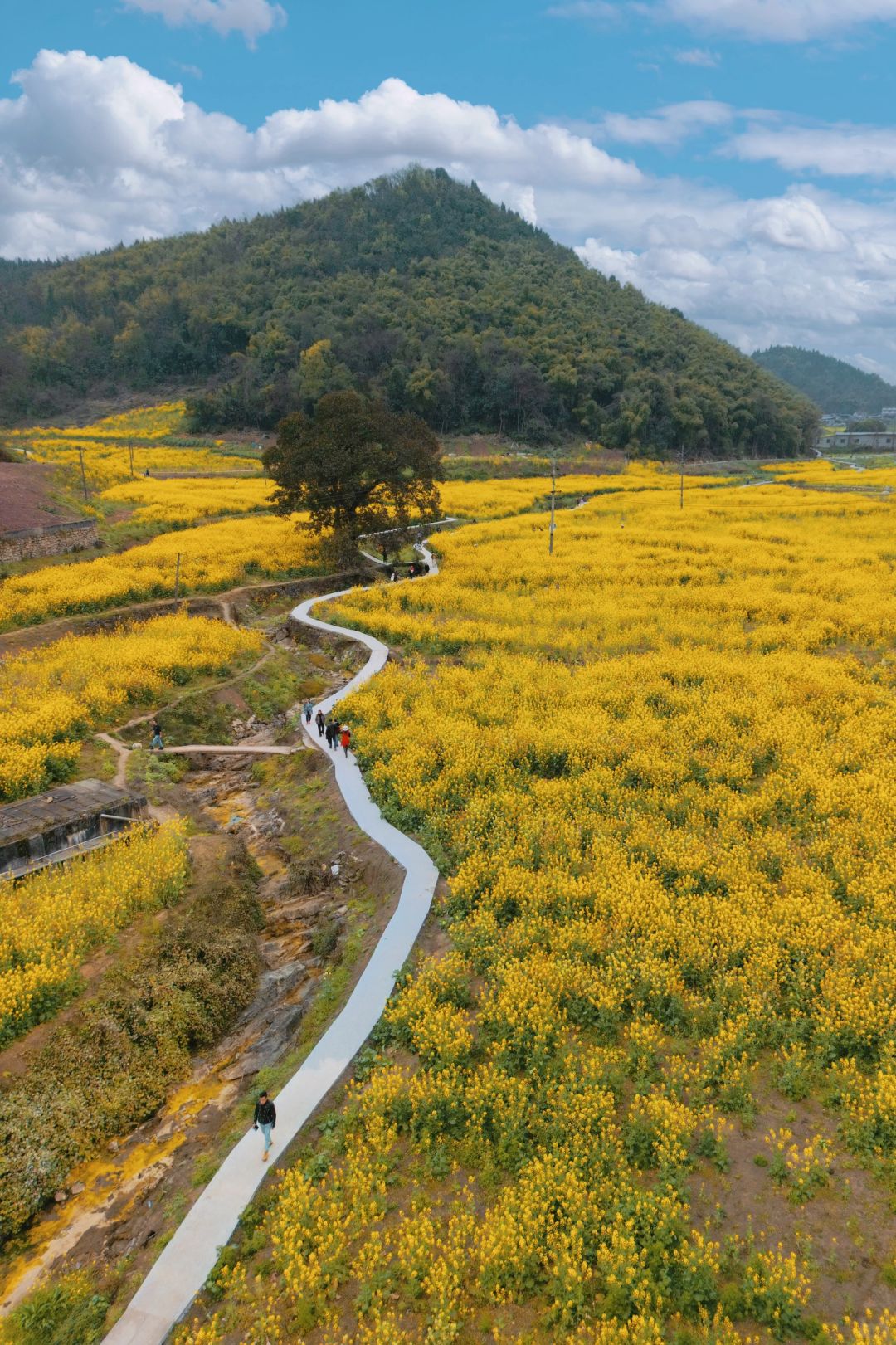 春游记：新合村油菜花是春天最美画卷🌈❤️