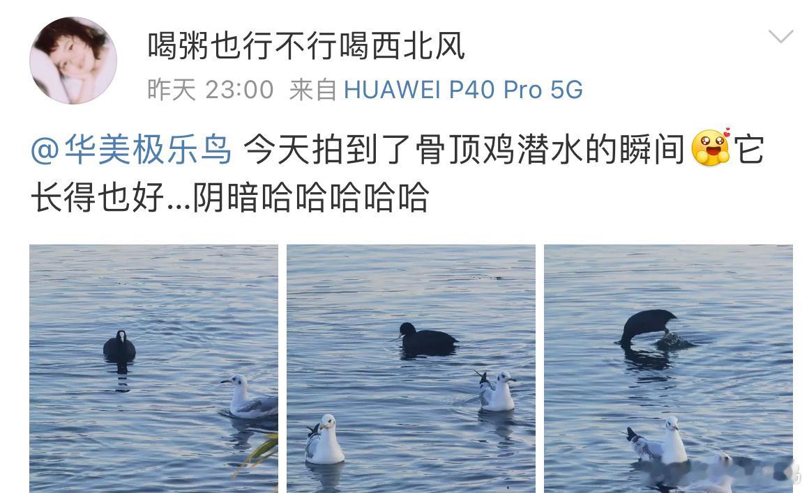 #鸟粉投稿# 白骨顶扎猛子🙊好喜感哈哈哈 ​​​