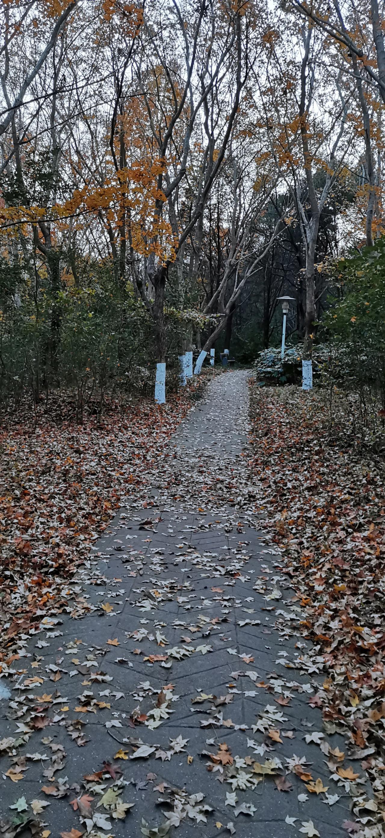 随手拍下风景照