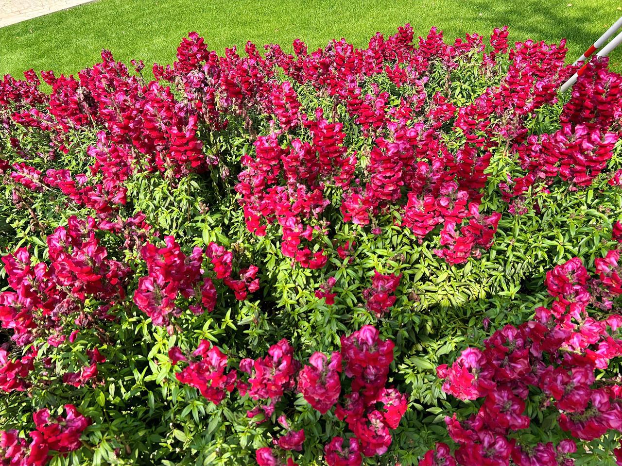 随手一拍的花草这是在街头巷边随手一拍的花草树木，也足以让人驻足观赏。