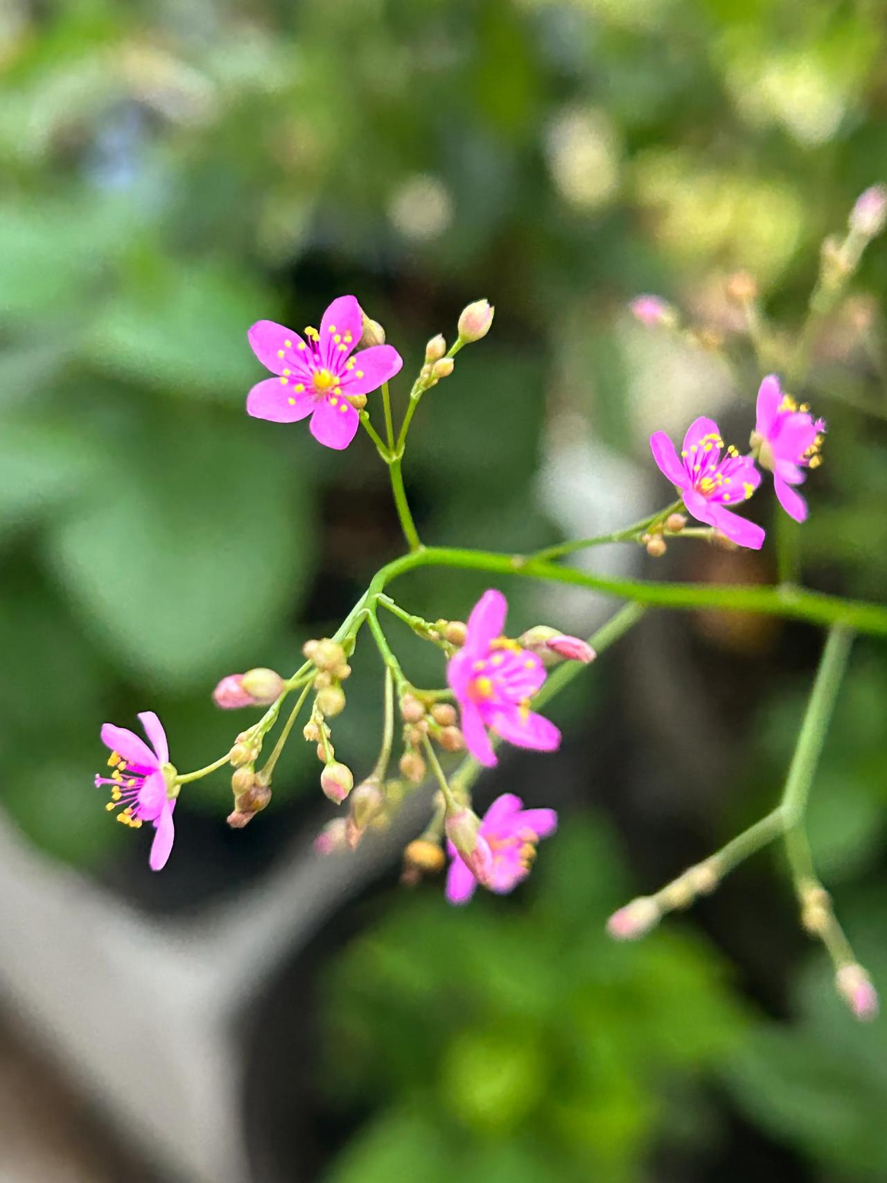 土人参花，果然如古人所言，傍晚盛开，形如桃花#土人参花# #野菜吃土人参花# #