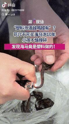 太搞了！广东梅州，爷爷珍藏十年的海马泡酒，孙子一闹腾给摔碎了。全家人心疼得不行，