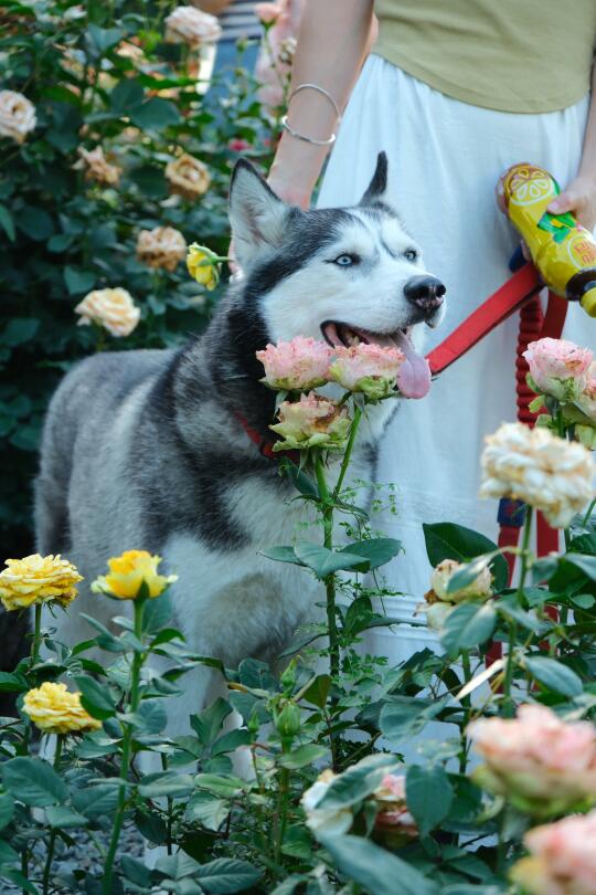 五一假期 ｜带上奇奇去赏花