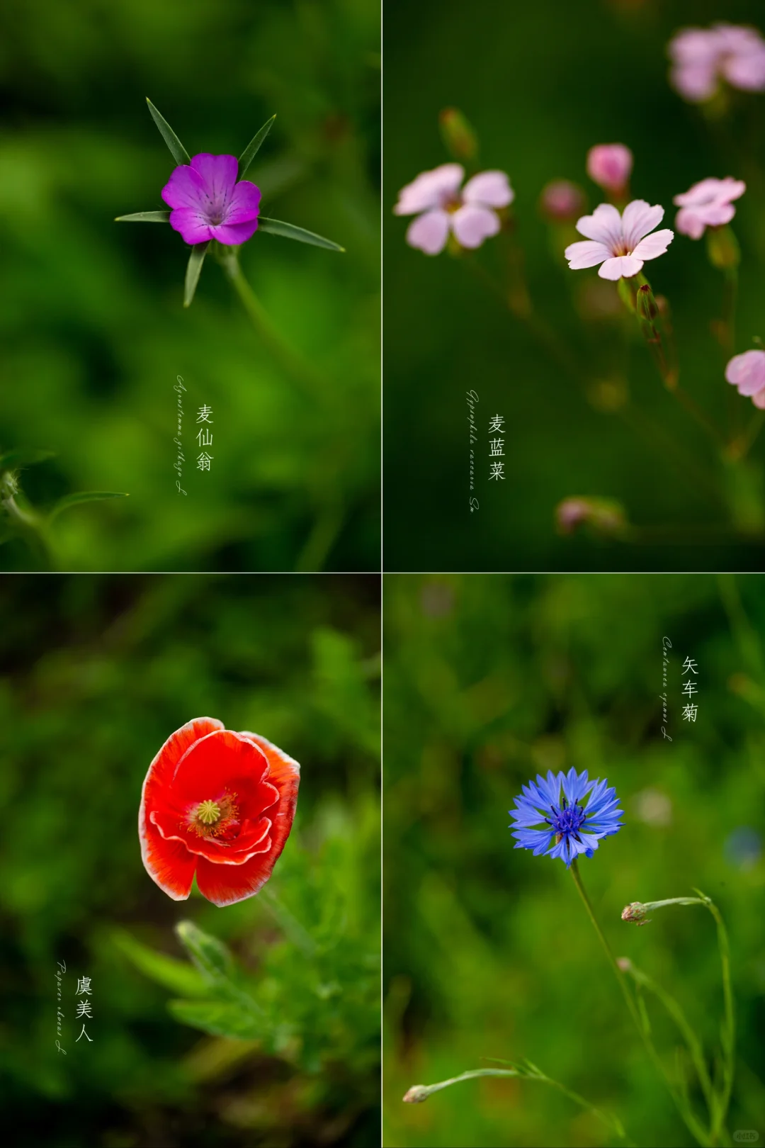 生如夏花，灼灼其华。